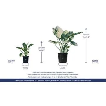 Nature's Way Farms Alocasia 'Dawn' Variegated (25-30" Tall) - Rare Live Indoor Plant, Unique Foliage