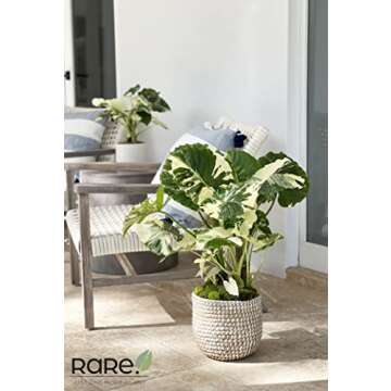 Nature's Way Farms Alocasia 'Dawn' Variegated (25-30" Tall) - Rare Live Indoor Plant, Unique Foliage