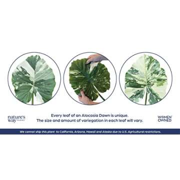 Nature's Way Farms Alocasia 'Dawn' Variegated (25-30" Tall) - Rare Live Indoor Plant, Unique Foliage