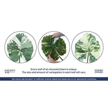 Nature's Way Farms Alocasia 'Dawn' Variegated (25-30" Tall) - Rare Live Indoor Plant, Unique Foliage