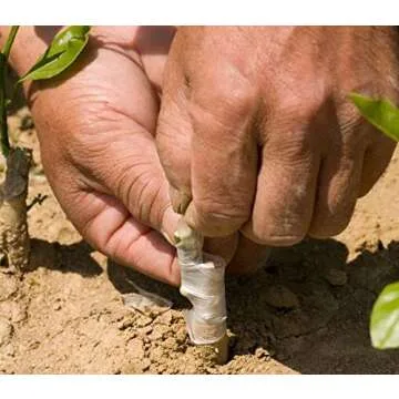 60 Grafting Budding Ties Strips - Durable and Flexible