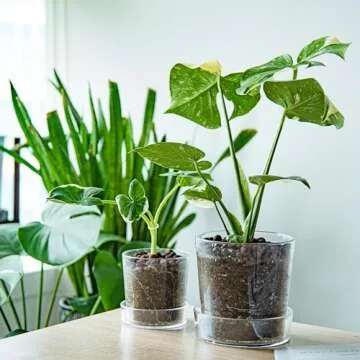 Phoenix Vine 6.5 Inch Clear Acrylic Planter Pot with Tray, Orchid Pot with Drainage Holes, Deep Saucer for Bottom Watering, Transparent Containers for Indoor Plants, Herbs, Set of 3, 91-A-F-3