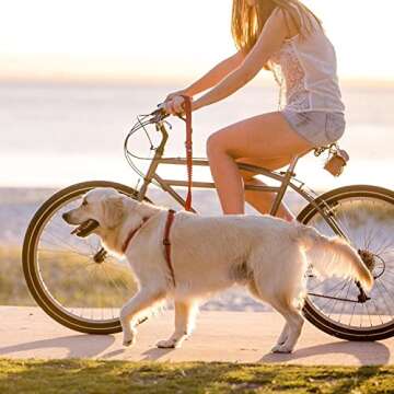 EzyDog ZERO SHOCK Leash - Best Shock Absorbing Dog Leash, Control & Training Lead (25" Black)