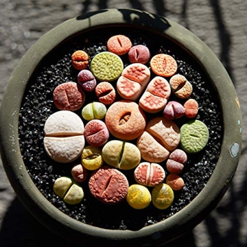 TOYPOPOR Decorative Glass Stones for Home and Aquariums