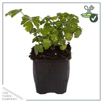 Live Aromatic and Edible Herb - Parsley (4 Per Pack), Boosts Immune System, 8" Tall by 4" Wide
