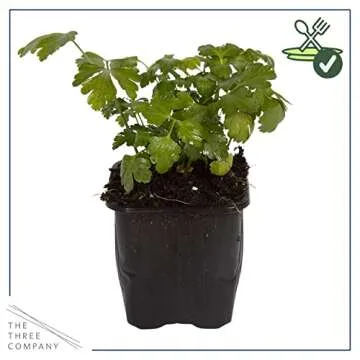Live Parsley Plant Pack - Fresh Culinary Herb