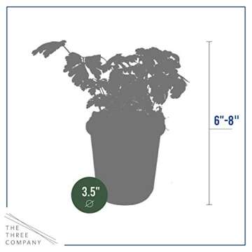 Live Aromatic and Edible Herb - Parsley (4 Per Pack), Boosts Immune System, 8" Tall by 4" Wide