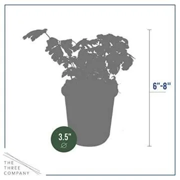 Live Parsley Plant Pack - Fresh Culinary Herb