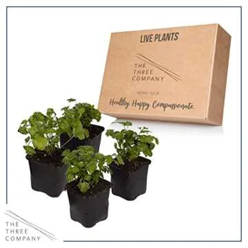 Live Parsley Plant Pack - Fresh Culinary Herb