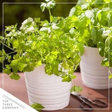 Live Aromatic and Edible Herb - Parsley (4 Per Pack), Boosts Immune System, 8" Tall by 4" Wide