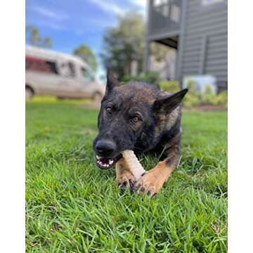 Nylabone Textured Knuckle Bone Power Chew Toy for Dogs, Durable & Tough Dog Toys for Aggressive Chewers, Original Flavor, X-Large - Over 50 Ibs, 1 Count