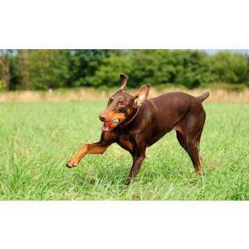 Chuckit! Canine Hardware Ultra Ball 2 Pack