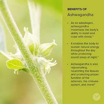 Organic Ashwagandha Powder for Vitality & Stress Relief