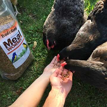 Affordable High-Protein Dried Mealworms for All Pets