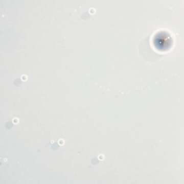 Paul Mitchell Wax Works Hair Gel, High Definition, Bold Texture, For All Hair Types, 6.8 fl. oz.