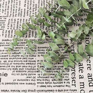 12 Stems Dried Eucalyptus Branches Greenery Stems,17 inch 100% Real Natural Live Eucalyptus Leaves Plant Greenery Decor for Shower Aromatherapy Flower Arrangements Wedding Home