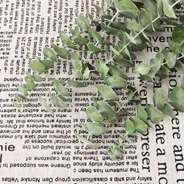 12 Stems Dried Eucalyptus Branches Greenery Stems,17 inch 100% Real Natural Live Eucalyptus Leaves Plant Greenery Decor for Shower Aromatherapy Flower Arrangements Wedding Home