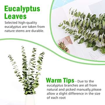 12 Stems Dried Eucalyptus Branches Greenery Stems,17 inch 100% Real Natural Live Eucalyptus Leaves Plant Greenery Decor for Shower Aromatherapy Flower Arrangements Wedding Home
