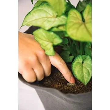 Wool Pellets Organic Fertilizer Ideal for Home Gardening