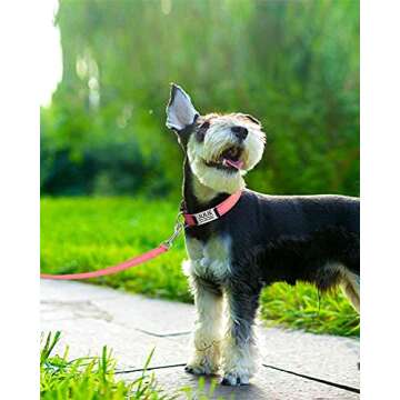 Joytale 12-16 inches Dog Collar and 6FT Leash, Reflective Soft Neoprene Padded Pet Collars and Leashes for Small Dog