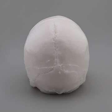 A Pound of Flesh Practice Tattoo Skull, Tattooing Body Part for Designing Artwork, Testing Products or Display Professional Quality, White