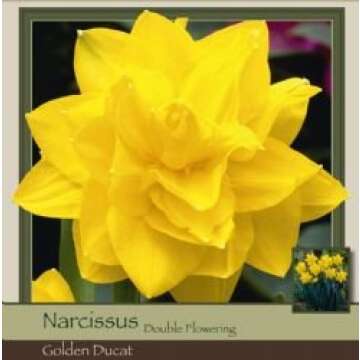 50 Large Double Daffodils Narcissus Golden Ducat bulbs , One Bag, Blooms Mid Spring -- Deer Won't Eat --- Like Ice Follies or Unsurpassable