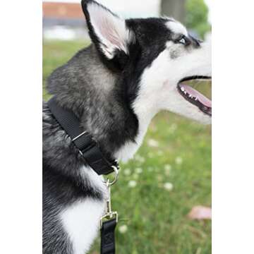 Country Brook Petz Martingale Dog Collar - Heavy-Duty Training Collar for All Sizes