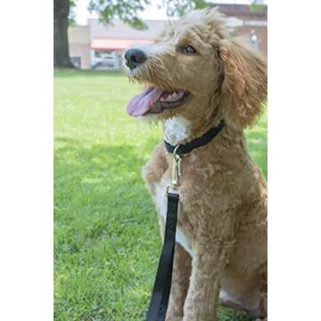 Country Brook Petz Martingale Dog Collar - No Buckle Design