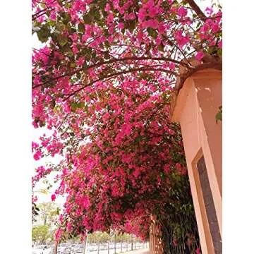 40Pcs in Bulk Artificial Bougainvillea Silk Flowers Branches Long Plant Stems 45" for Wedding Centerpieces, Bussiness Decoration Project, Indoor & Outdoor Decoration (Hot Pink - 40Pcs)