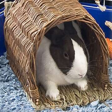 Ware Manufacturing Hand Woven Willow Twig Tunnel Small Pet Hideout, Large