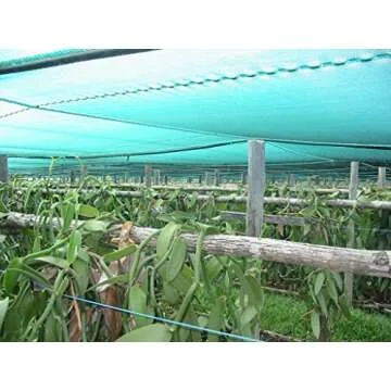 25 Tahitian Extract Grade B Natural Vanilla Beans by Vanilla Products USA