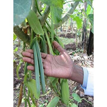 25 Tahitian Extract Grade B Natural Vanilla Beans by Vanilla Products USA
