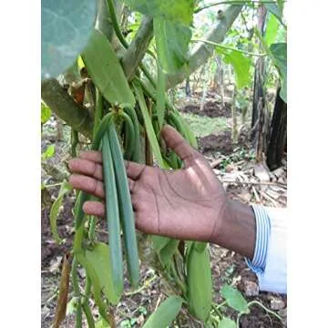 25 Tahitian Extract Grade B Natural Vanilla Beans by Vanilla Products USA