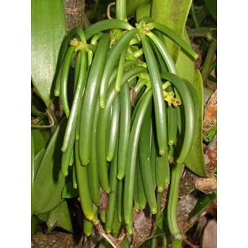 25 Tahitian Extract Grade B Natural Vanilla Beans by Vanilla Products USA