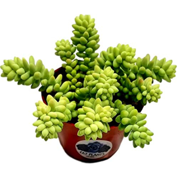 Living Succulent 4" Donkey Tails - Beautiful Low-Maintenance Plant for Home and Gifts