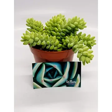 Living 4" Donkey Tails Succulent for Home and Gifts