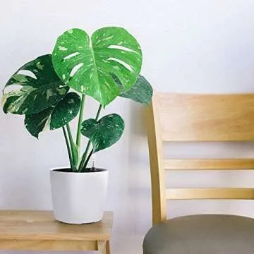 KINJOEK 4 Packs 7 Inch Self Watering Planter with Water Level Indicator, Modern Garden Decorative White Flower Pot for House Plants, Flowers, African Violets, Succulents, White