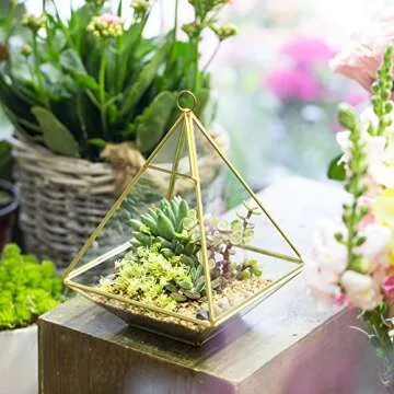 Elegant NCYP Small Geometric Glass Terrarium for Succulents