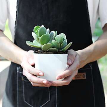 T4U 4 Inch Self Watering Plastic Planter with Liner Pack of 6 - Matte White, Modern Decorative Small...