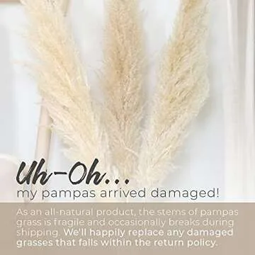 Natural Dried Beige Pampas Grass Decor for Home & Weddings