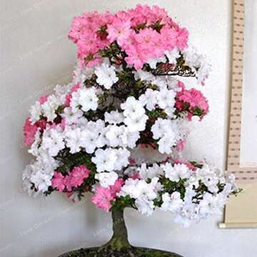 100 Pcs/Bag Rare Bonsai 12 Varieties Azalea Seeds DIY Home & Garden Plants Looks Like Sakura Japanese Cherry Blooms Flower Seeds