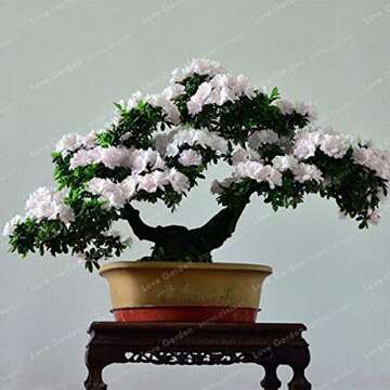 100 Pcs/Bag Rare Bonsai 12 Varieties Azalea Seeds DIY Home & Garden Plants Looks Like Sakura Japanese Cherry Blooms Flower Seeds