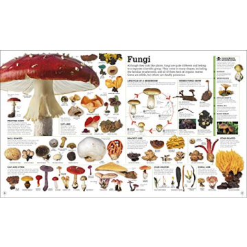 Picturepedia: Engaging Children's Encyclopedia for Learning