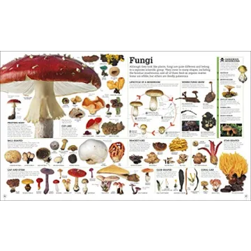 Picturepedia: Engaging Children's Encyclopedia for Learning