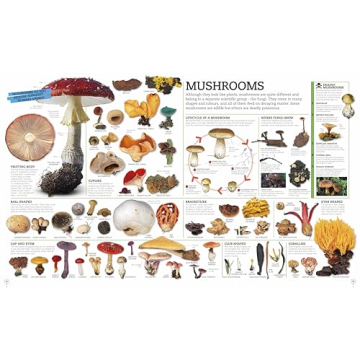 Picturepedia: Engaging Children's Encyclopedia for Learning