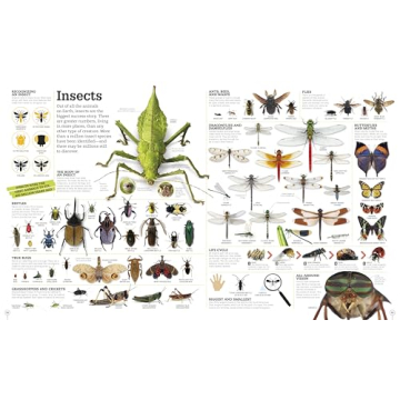 Picturepedia: Engaging Children's Encyclopedia for Learning