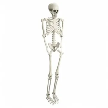 5.4ft Poseable Skeleton Prop for Halloween Decor
