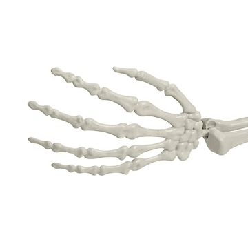 5.4ft Poseable Skeleton Prop for Halloween Decor