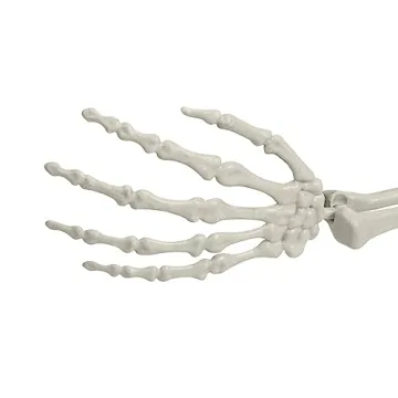 5.4ft Poseable Skeleton Prop for Halloween Decor