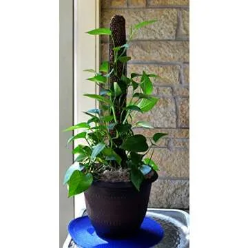 Mosser Lee Sphagnum Moss Pole for Indoor Plants
